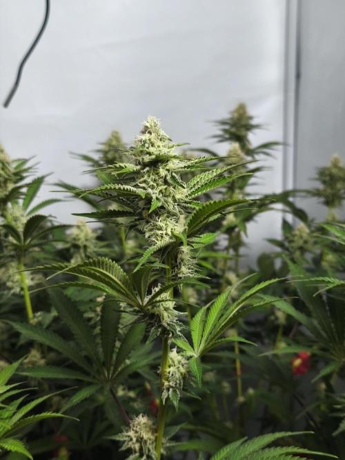 Peach Pistols #16 from clones indoor. Week 10