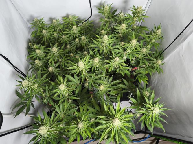 Peach Pistols #16 from clones indoor. Week 10