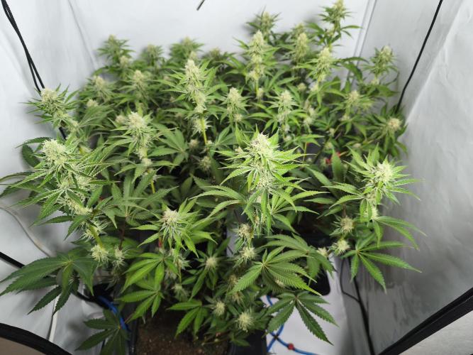 Peach Pistols #16 from clones indoor. Week 10