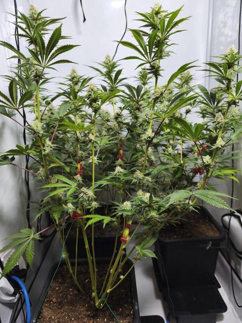 Peach Pistols #16 from clones indoor. Week 10