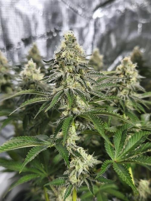 Peach Pistols #16 from clones indoor. Week 11