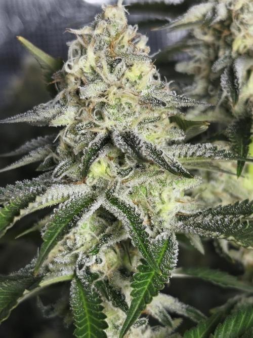 Peach Pistols #16 from clones indoor. Week 11