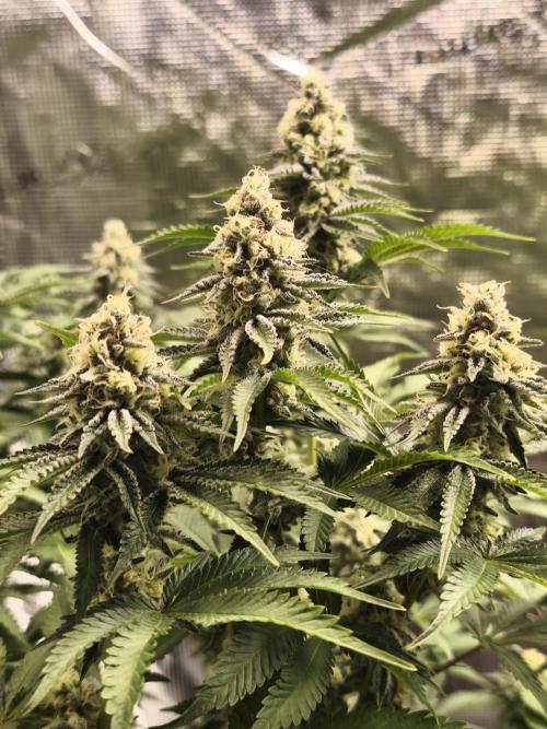 Peach Pistols #16 from clones indoor. Week 11