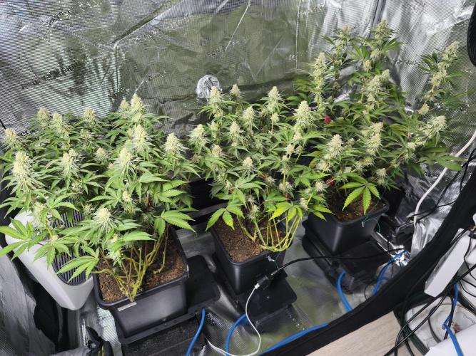 Peach Pistols #16 from clones indoor. Week 11