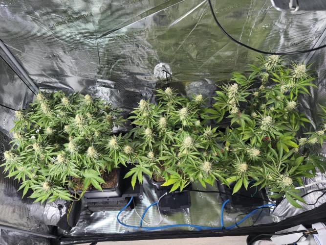 Peach Pistols #16. Week 11