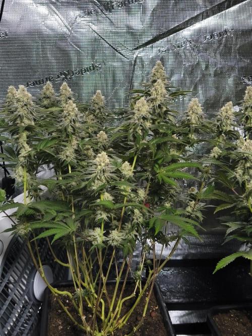 Peach Pistols #16 from clones indoor. Week 11