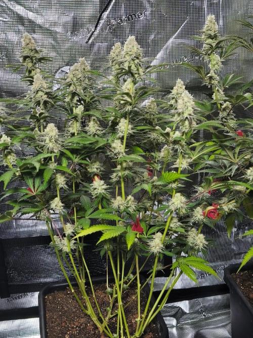 Peach Pistols #16 from clones indoor. Week 11