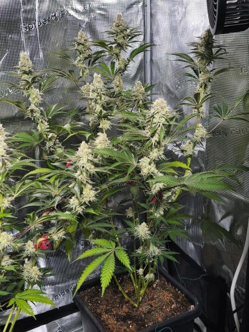 Peach Pistols #16 from clones indoor. Week 11