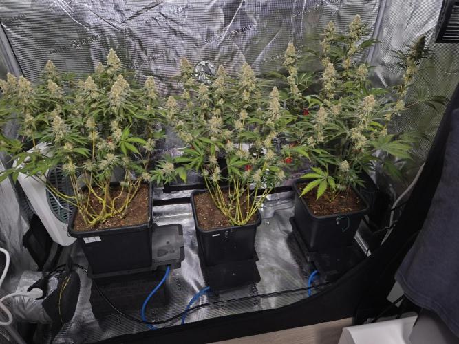 Peach Pistols #16 from clones indoor. Week 12