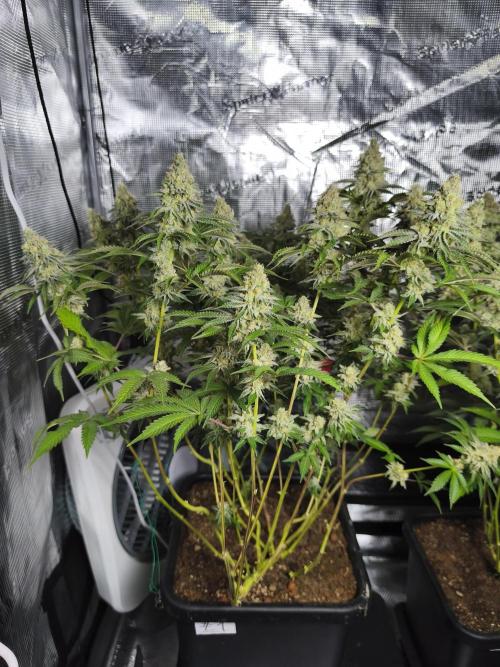 Peach Pistols #16 from clones indoor. Week 12