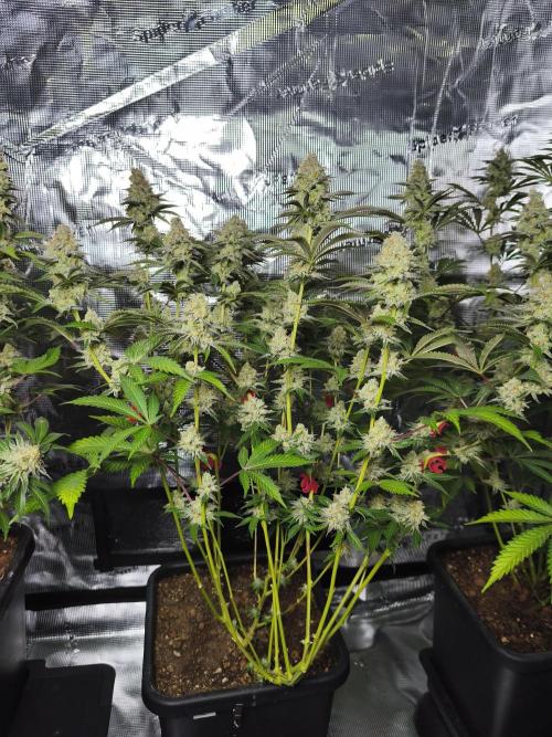 Peach Pistols #16 from clones indoor. Week 12