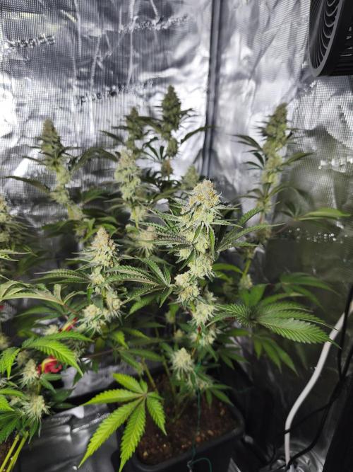 Peach Pistols #16 from clones indoor. Week 12
