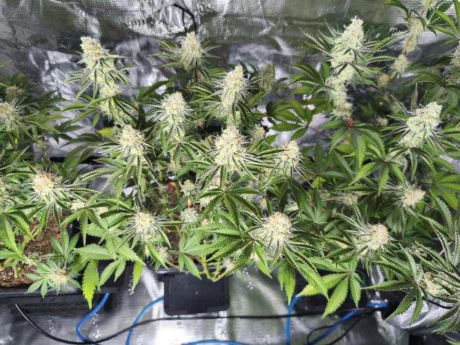 Peach Pistols #16 from clones indoor. Week 12