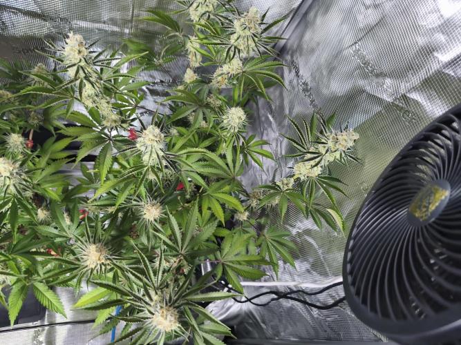 Peach Pistols #16 from clones indoor. Week 12
