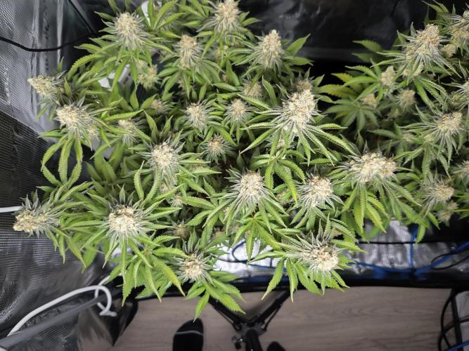 Peach Pistols #16. Week 12