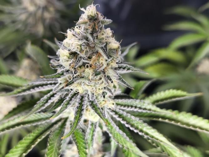 Peach Pistols #16 from clones indoor. Week 12