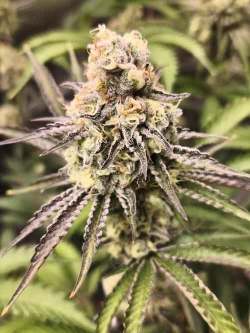Peach Pistols #16 from clones indoor. Week 12