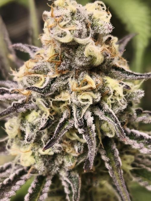 Peach Pistols #16 from clones indoor. Week 12