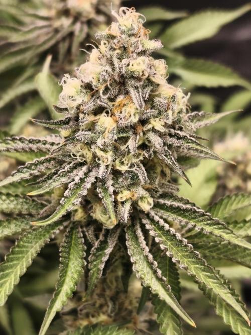 Peach Pistols #16 from clones indoor. Week 12