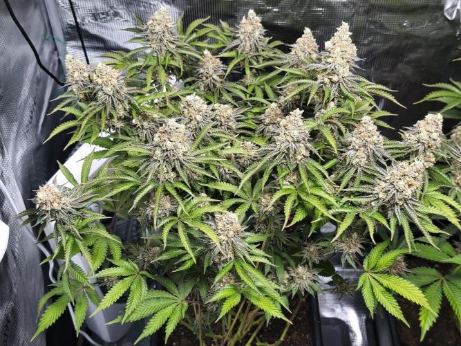 Peach Pistols #16 from clones indoor. Week 13