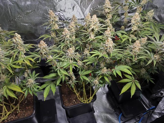 Peach Pistols #16 from clones indoor. Week 13