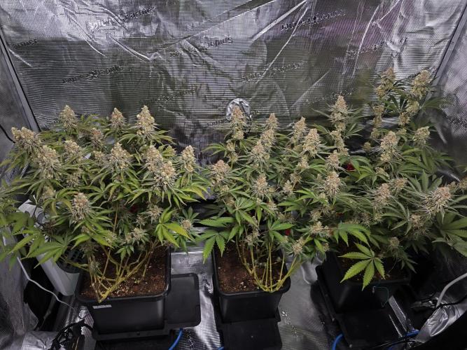 Peach Pistols #16 from clones indoor. Week 13