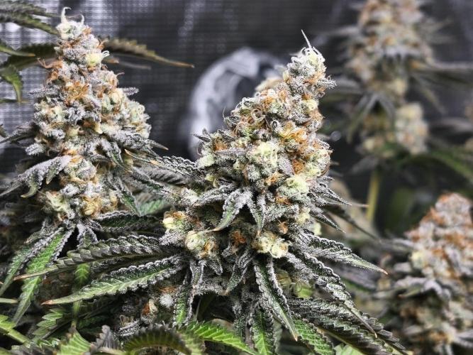 Peach Pistols #16 from clones indoor. Week 13