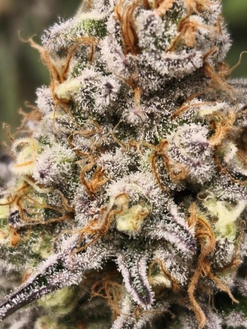 Peach Pistols #16 from clones indoor. Week 13