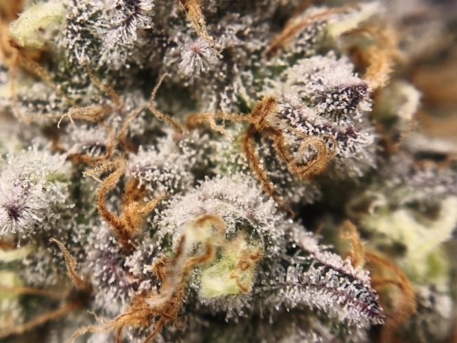 Peach Pistols #16 from clones indoor. Week 13
