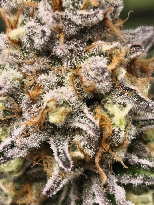Peach Pistols #16. Week 13