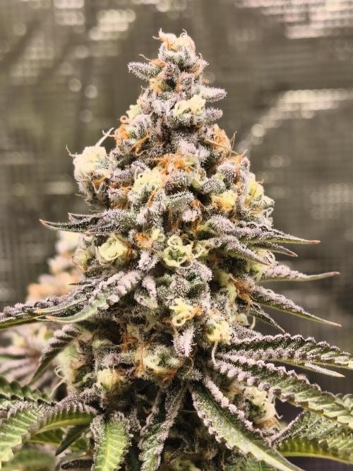 Peach Pistols #16 from clones indoor. Week 13