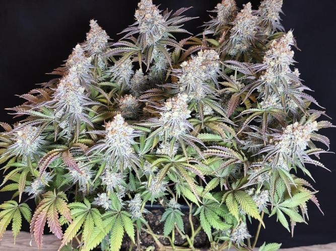 Peach Pistols #16 from clones indoor. Week 14 - Plant 1