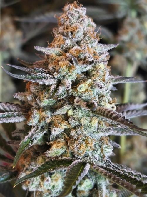 Peach Pistols #16 from clones indoor. Week 14