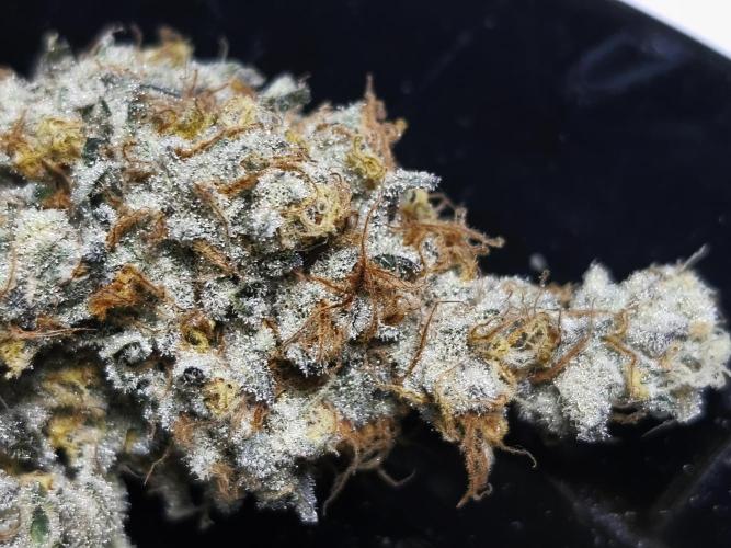 Peach Pistols #16 from clones indoor. Week 14