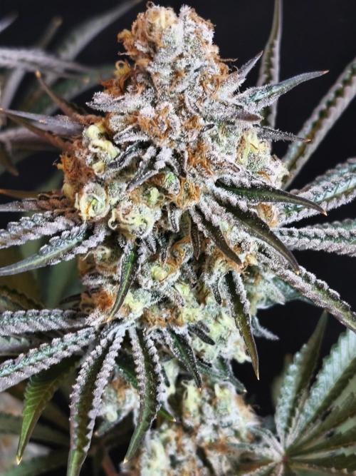 Peach Pistols #16 from clones indoor. Week 14