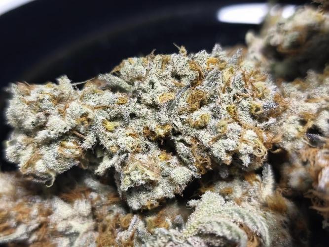 Peach Pistols #16. Week 14