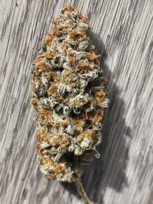 Peach Pistols #16 from clones indoor. Week 14
