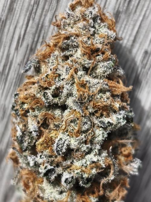 Peach Pistols #16 from clones indoor. Week 14