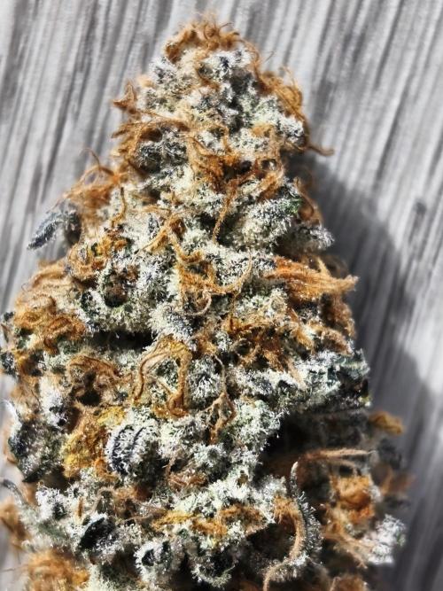Peach Pistols #16. Week 14