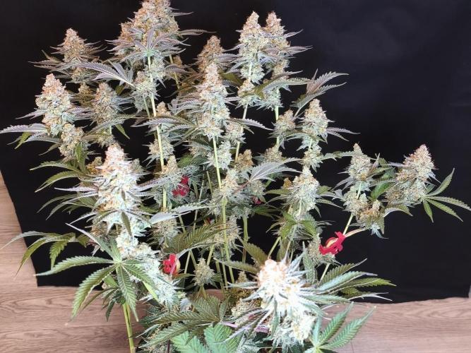 Peach Pistols #16 from clones indoor. Week 14 - Plant 2
