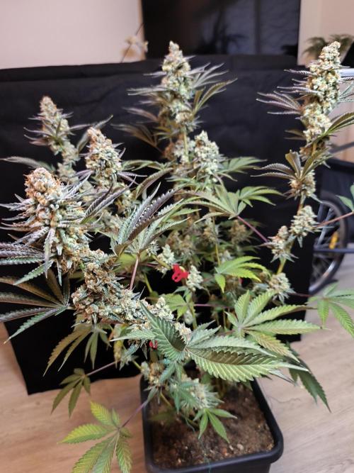 Peach Pistols #16 from clones indoor. Week 14 - Plant 3