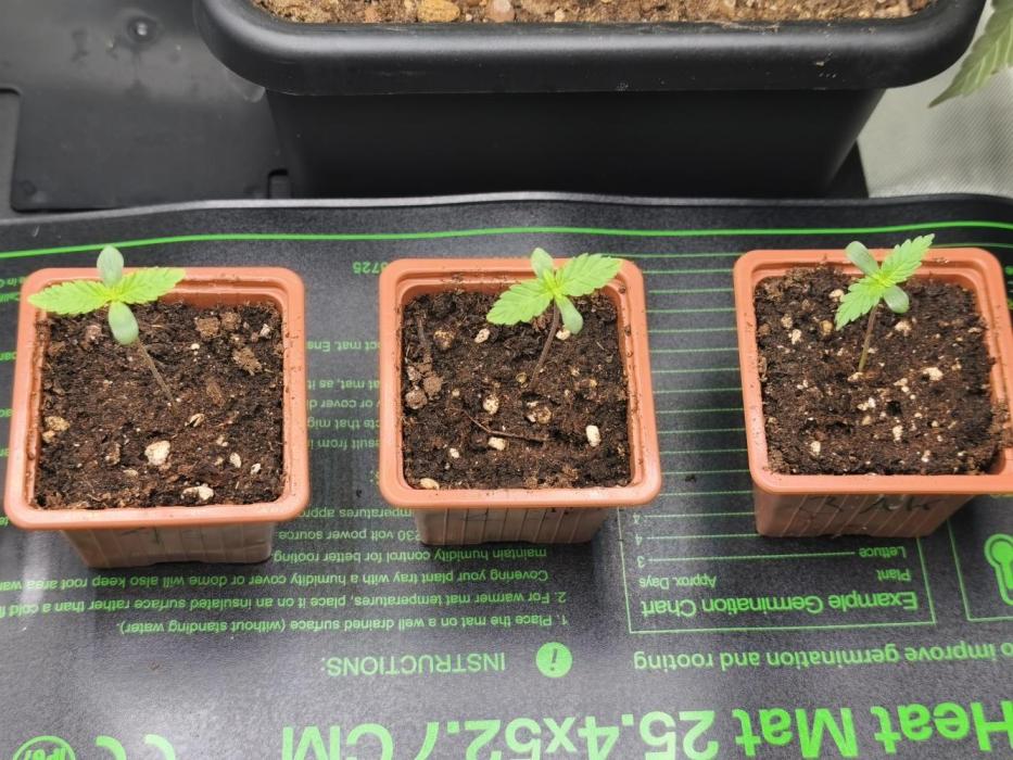 100 Liter living soil. Week 1 - Seriotica 1+2 / Allkush