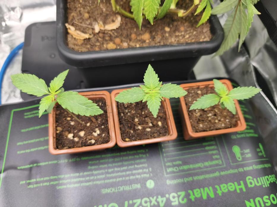 100 Liter living soil. Week 2 - Seriotica 1+2/Allkush