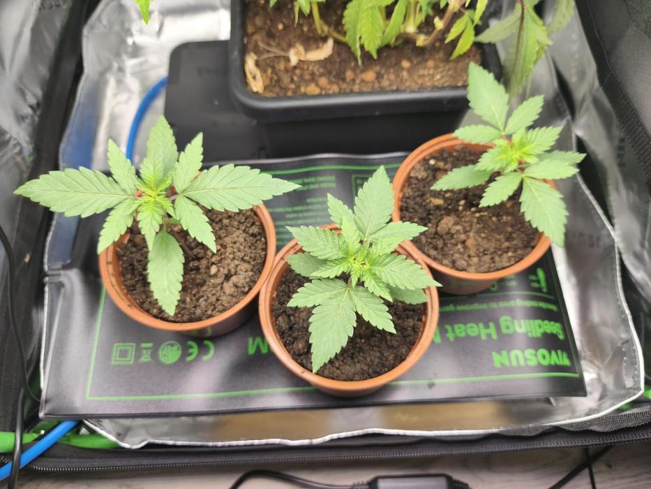100 Liter living soil. Week 3 - Seriotica1/Seriotica2/Allkush