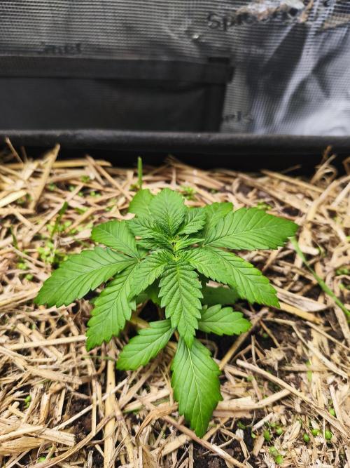 100 Liter living soil. Week 4 - Allkush