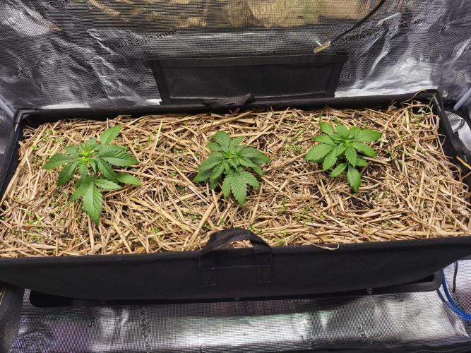 100 Liter living soil. Week 4 - Seriotica 1/2/Allkush