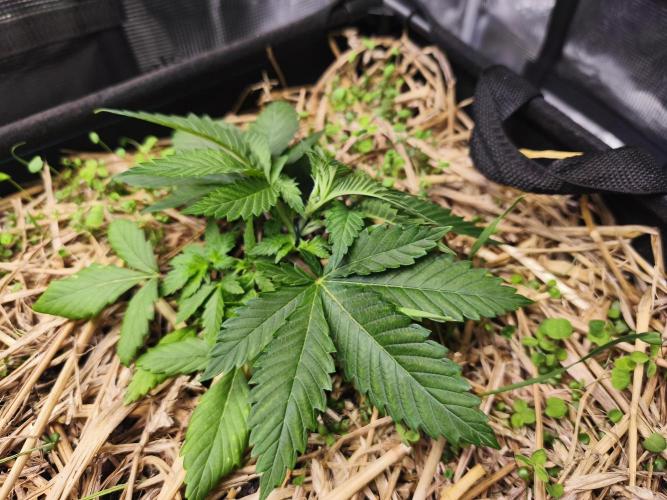 100 Liter living soil. Week 5 - ak
