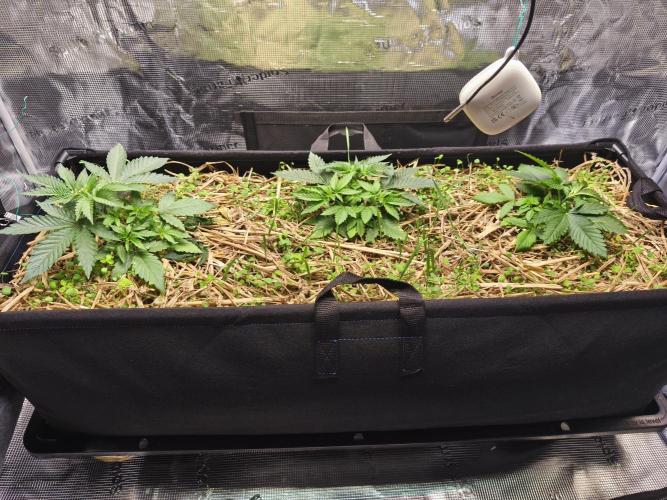 100 Liter living soil. Week 5 - Seriotica 1/2/Allkush