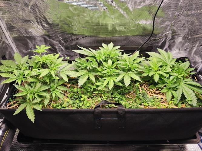100 Liter living soil. Week 6 - Seriotica 1/2/Allkusch