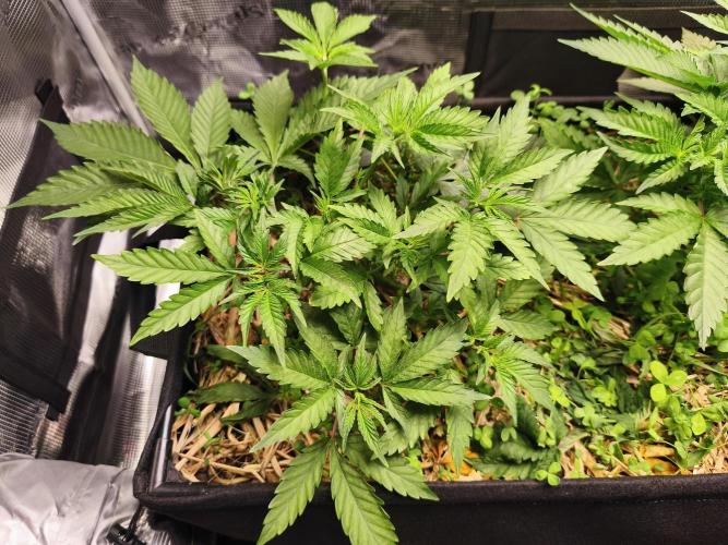 100 Liter living soil. Week 6 - Seriotica 1